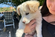 BIANCA, Hund, Maremmano-Mischling in Italien - Bild 4