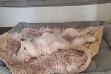 BIANCA, Hund, Maremmano-Mischling in Italien - Bild 5