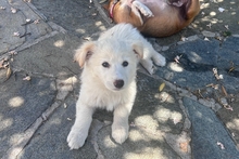 BIANCA, Hund, Maremmano-Mischling in Italien - Bild 6