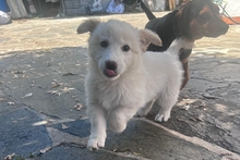 BIANCA, Hund, Maremmano-Mischling in Italien - Bild 7