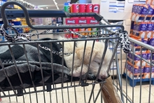 BIANCA, Hund, Maremmano-Mischling in Italien - Bild 9