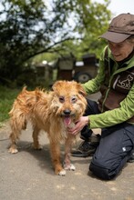 BOGI, Hund, Mischlingshund in Ungarn - Bild 1