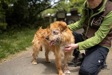 BOGI, Hund, Mischlingshund in Ungarn - Bild 10