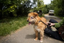 BOGI, Hund, Mischlingshund in Ungarn - Bild 2