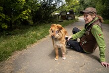 BOGI, Hund, Mischlingshund in Ungarn - Bild 3