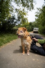 BOGI, Hund, Mischlingshund in Ungarn - Bild 4