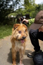 BOGI, Hund, Mischlingshund in Ungarn - Bild 5