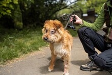BOGI, Hund, Mischlingshund in Ungarn - Bild 6