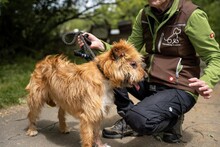 BOGI, Hund, Mischlingshund in Ungarn - Bild 7