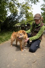 BOGI, Hund, Mischlingshund in Ungarn - Bild 8