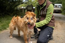 BOGI, Hund, Mischlingshund in Ungarn - Bild 9