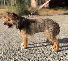 GIPSY, Hund, Mischlingshund in Gießen - Bild 1
