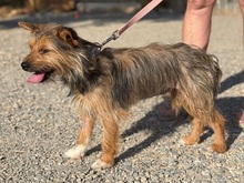 GIPSY, Hund, Mischlingshund in Gießen - Bild 2