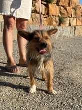 GIPSY, Hund, Mischlingshund in Gießen - Bild 3