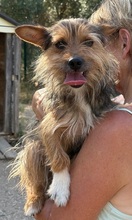 GIPSY, Hund, Mischlingshund in Gießen - Bild 4