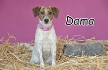 DAMA, Hund, Mischlingshund in Spanien - Bild 1