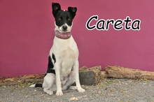 CARETA, Hund, Mischlingshund in Spanien - Bild 1