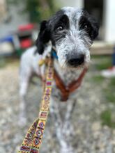 DOLLY, Hund, Mischlingshund in Rumänien - Bild 1
