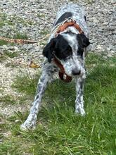 DOLLY, Hund, Mischlingshund in Rumänien - Bild 10