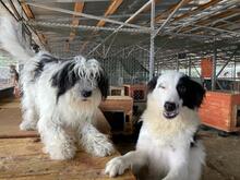 DOLLY, Hund, Mischlingshund in Rumänien - Bild 11