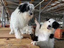 DOLLY, Hund, Mischlingshund in Rumänien - Bild 12