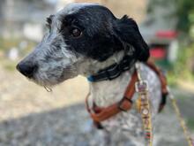 DOLLY, Hund, Mischlingshund in Rumänien - Bild 2