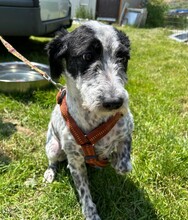 DOLLY, Hund, Mischlingshund in Rumänien - Bild 3