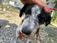 DOLLY, Hund, Mischlingshund in Rumänien - Bild 4