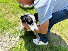 DOLLY, Hund, Mischlingshund in Rumänien - Bild 5