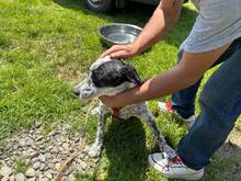 DOLLY, Hund, Mischlingshund in Rumänien - Bild 6