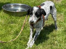 DOLLY, Hund, Mischlingshund in Rumänien - Bild 7