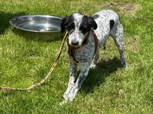 DOLLY, Hund, Mischlingshund in Rumänien - Bild 8