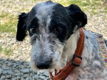 DOLLY, Hund, Mischlingshund in Rumänien - Bild 9