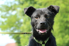 COSMO, Hund, Mischlingshund in Hagen - Bild 1