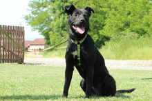 COSMO, Hund, Mischlingshund in Hagen - Bild 2