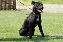 COSMO, Hund, Mischlingshund in Hagen - Bild 3