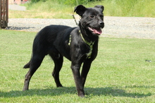 COSMO, Hund, Mischlingshund in Hagen - Bild 4
