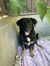 VICKY, Hund, Mischlingshund in Rumänien - Bild 1