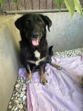 VICKY, Hund, Mischlingshund in Rumänien - Bild 2