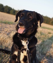 VICKY, Hund, Mischlingshund in Rodgau