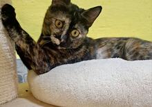 SALSA, Katze, Hauskatze in Türkei - Bild 1