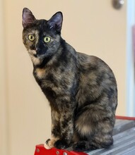 SALSA, Katze, Hauskatze in Düsseldorf