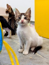 PEBBLE, Katze, Europäisch Kurzhaar in Zypern - Bild 1