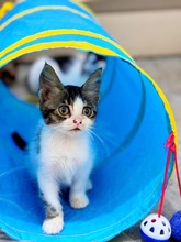 PEBBLE, Katze, Europäisch Kurzhaar in Zypern - Bild 2