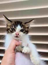 PEBBLE, Katze, Europäisch Kurzhaar in Zypern - Bild 3