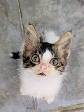 PEBBLE, Katze, Europäisch Kurzhaar in Zypern - Bild 4