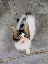 PEBBLE, Katze, Europäisch Kurzhaar in Zypern - Bild 5