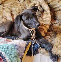 EMMA, Hund, Mischlingshund in Spanien - Bild 2