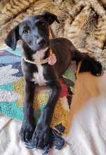 EMMA, Hund, Mischlingshund in Spanien - Bild 3