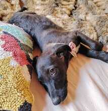 EMMA, Hund, Mischlingshund in Spanien - Bild 4